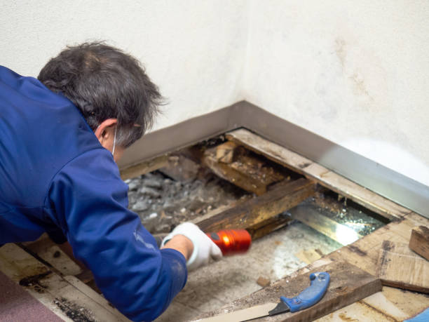 Professional Mold Removal in Lombard, IL