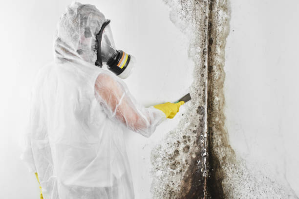 Office Mold Removal Services in Lombard, IL