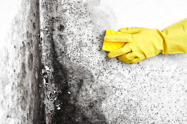 Best Mold Removal Company Near Me  in Lombard, IL