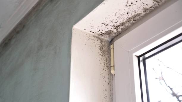 Home Mold Removal in Lombard, IL