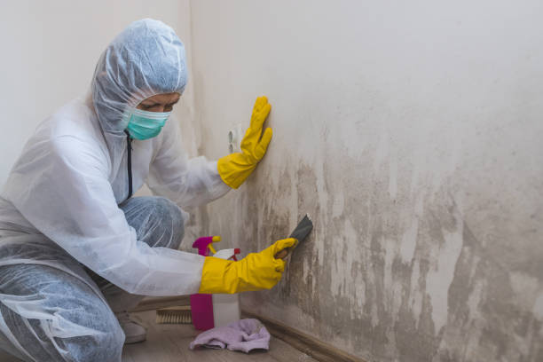 Best Home Mold Removal  in Lombard, IL