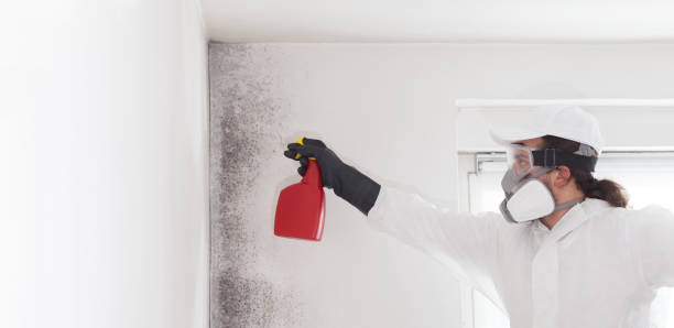 Best Attic Mold Removal  in Lombard, IL