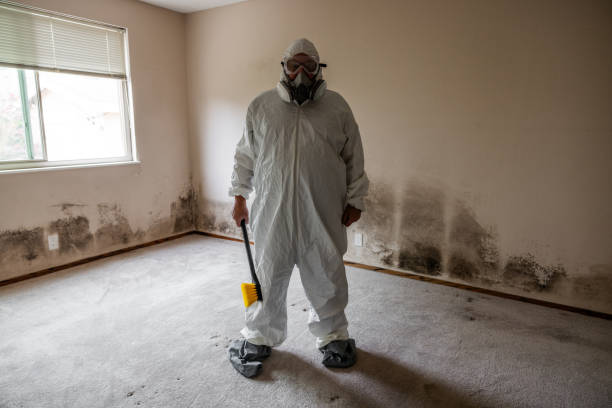 Best Residential Mold Removal  in Lombard, IL