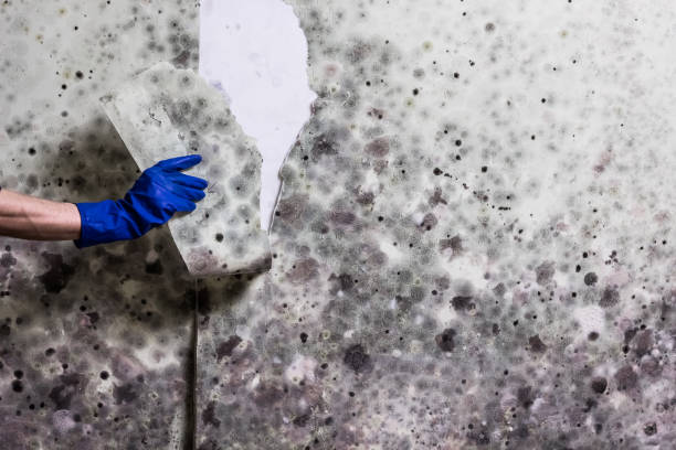 Best Commercial Mold Removal  in Lombard, IL