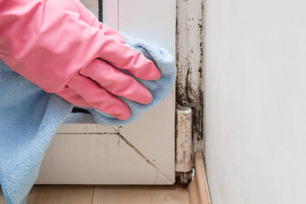Best Emergency Mold Removal  in Lombard, IL