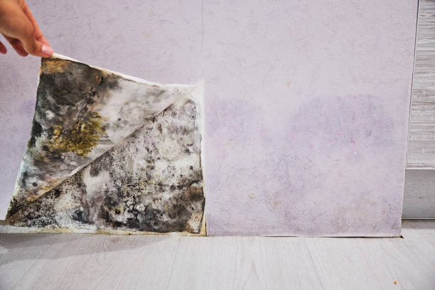 Best Local Mold Removal Service  in Lombard, IL